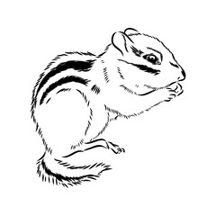 Hand drawn chipmunk. Black and white vector illustration in retro style