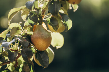 a ripe pear on a branch