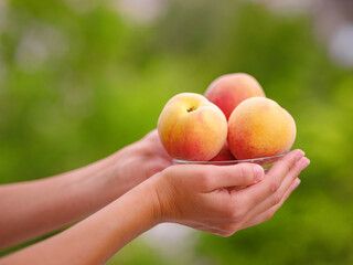 woman holding bowl of fresh peaches in her hands while standing in garden. Harvest background. Organic fruits. Farmer's market.