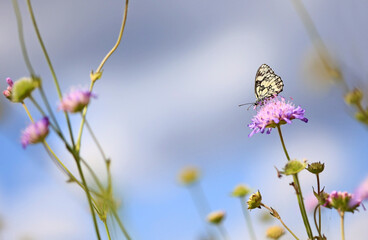 Blumenwiese mit Schmetterling

