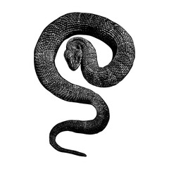Northern Water Snake hand drawing vector isolated on background.