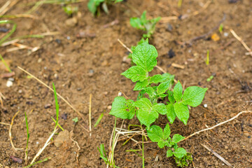 Potatoes in garden