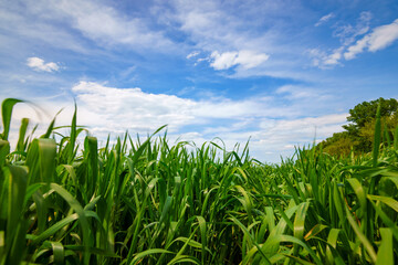 young green wheat sprouts agricultural field, bright spring landscape on a sunny day, blue sky as background
