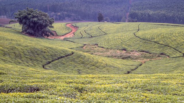 A Tea Plantation in South Africa