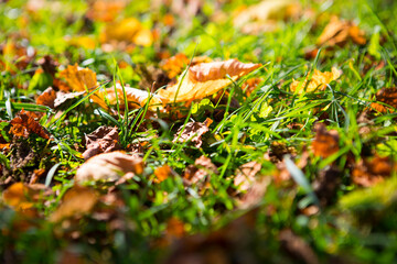 Close up, Germany, Bavaria, Schwangau, small town, farmhouse, autumn, meadow, leaves,