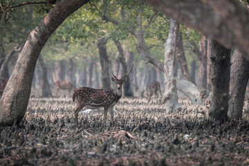 Wild chital, also known as spotted deer, chital deer, and axis deer, is a deer species native to...