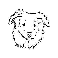 Vector isolated one single Australian Shepherd dog head black and white bw two colors silhouette. Template for laser engraving or stencil