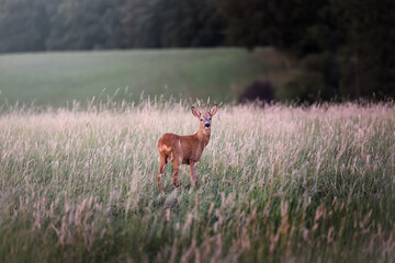 Deer on a green field with a forest in the background in Germany, Europe
