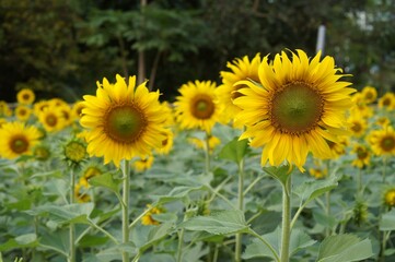 Close up selective focus Sunflower plant in daylight landscape