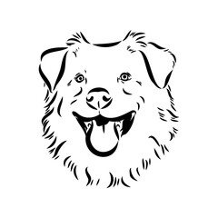 Vector isolated one single Australian Shepherd dog head black and white bw two colors silhouette. Template for laser engraving or stencil