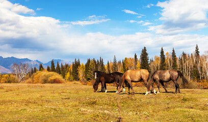 Autumn rural  landscape with grazing horses on yellow meadow against the backdrop of yellowed forest and mountain range in the distance on sunny day. Buryatia, Eastern Sayans, Tunka foothill valley - obrazy, fototapety, plakaty