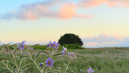 Fototapeta premium meadow with flowers