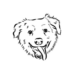 Vector isolated one single Australian Shepherd dog head black and white bw two colors silhouette. Template for laser engraving or stencil