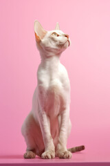 Very cute Devon Rex in nature, national geography, Wide life animals. AI Generated.
