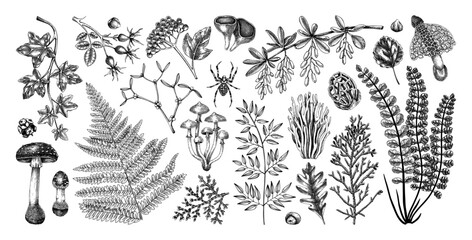Autumn design elements in sketched style. Botanical drawings of fall leaves, ferns, berries, and mushrooms. Vintage forest, fall plants hand-drawn illustrations. Woodland sketches - 622990261