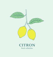 Lemon, citron, logo,lime , lemon branch , doodle ,line  art, sketch, drawing, fruit, illustration, lemons and leaves, citrus , fruits, package logo 