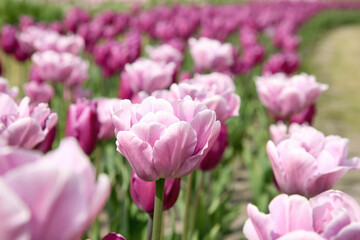 Beautiful tulip flowers growing in field, closeup