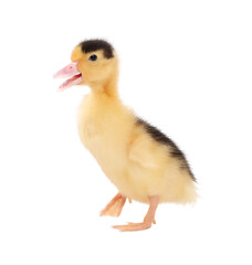 Baby animal. Cute fluffy duckling on white background