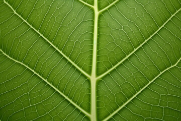 Obraz premium close up of green leaf
