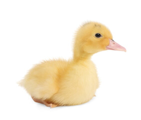 Baby animal. Cute fluffy duckling on white background