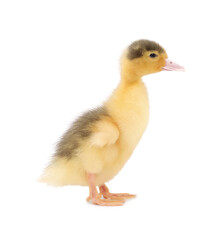 Baby animal. Cute fluffy duckling on white background