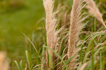 wheat and grass in the wind during autumn, harvest season