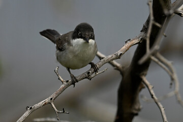 Eastern Orphean warbler // Nachtigallengrasmücke, Östliche Orpheusgrasmücke (Curruca...