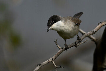 Eastern Orphean warbler // Nachtigallengrasmücke, Östliche Orpheusgrasmücke (Curruca...