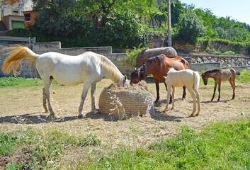 Caballos en la pradera, Girona Espa&ntilde;a
