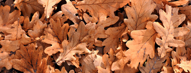 dry oak leaves banner, autumn background