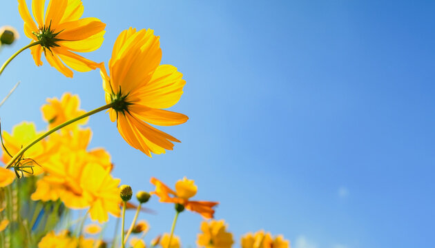 Flowers against blue sky with text space 
