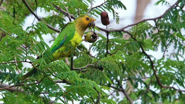 4k beautiful Brown Throated Parakeet perched on a tree, feeding