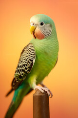 Very cute Parakeet in nature, national geography, Wide life animals. AI Generated.
