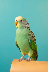 Very cute Parakeet in nature, national geography, Wide life animals. AI Generated.
