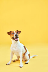 Portrait of cute funny dog jack russell terrier. Happy dog sitting on bright trendy yellow background. Free space for text.