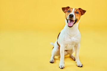 Portrait of cute funny dog jack russell terrier. Happy dog sitting on bright trendy yellow background. Free space for text. - obrazy, fototapety, plakaty