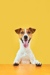 Portraite of Happy surprised dog. Top of head of Jack Russell Terrier with paws up peeking over blank golden table Smiling with tongue. Card template or Banner with copy space on yellow background.