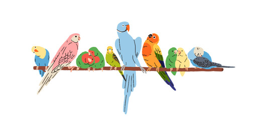 Tropical parrots on perch. Exotic birds row sitting together on branch. Multicolored jungle paradise birdies, parakeets on twig. Colored flat graphic vector illustration isolated on white background
