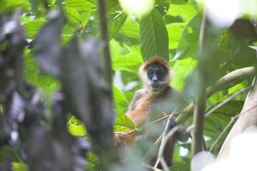 Monkey 1