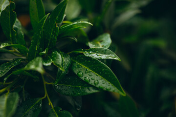 Leaf background. Green leaf. Drops. Background. Photo. 