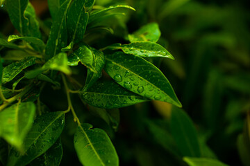 Leaf background. Leaf. Garden. Photo. Leaves. 