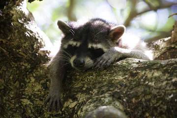 Racoon 1