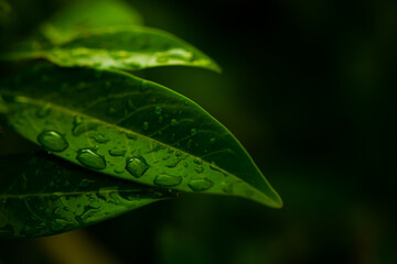 green leaf with water drops