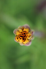 Tagetes Marigold Flower. The bud will bloom.