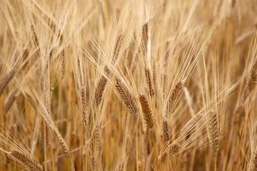 Wheat field. Ears of golden wheat close up. Rich harvest Concept.