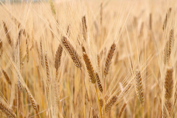 Wheat field. Ears of golden wheat close up. Rich harvest Concept.