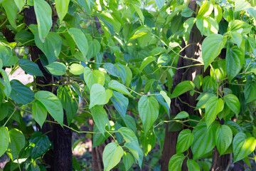  Green leaves of betel plant in the garden