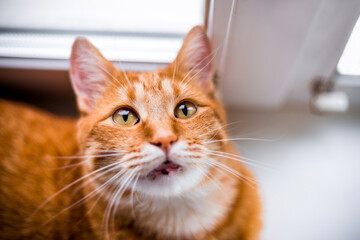 Orange tabby cat looking straight up with big yellow eyes laying on window sill on kitchen in the morning.