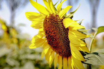 Sunflower field. Blooming sunflower. Summer, sun, July.