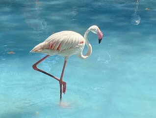 Naklejka na ściany i meble flamingo in the water